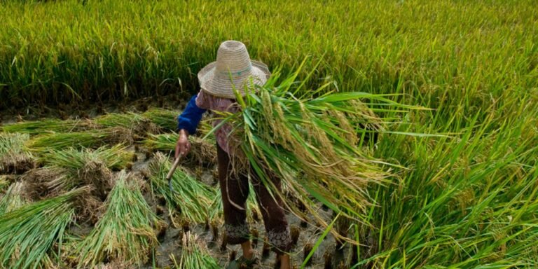Garantia de direitos trabalhistas no campo ainda enfrenta desafios