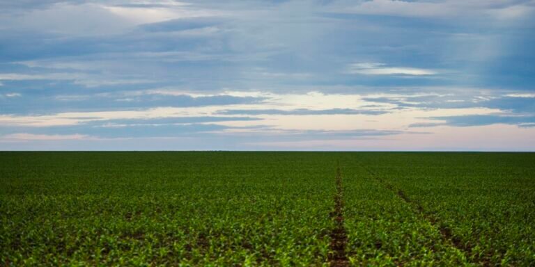 Fazenda estuda Fundo Garantidor para dívidas rurais