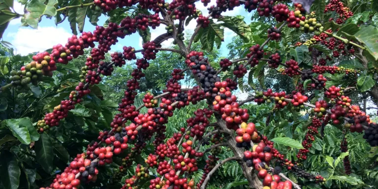 Exigências regulatórias da UE podem embarreirar pequenos cafeicultores