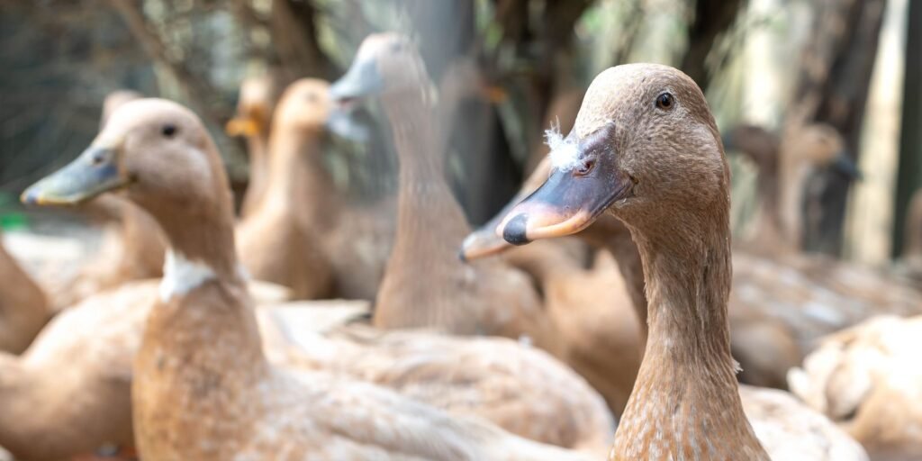 Sanciona lei que proíbe produção e comercialização de fois gras