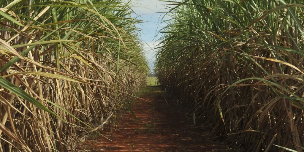 Conselho eleva limite de remuneração do Eco Invest Brasil
